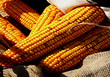 2020年玉米期货价格最新行情 11月13日全国玉米价格一览表