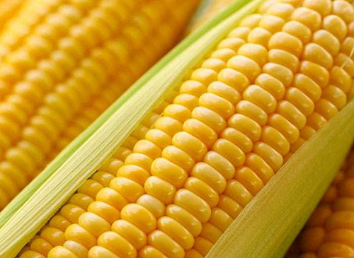 玉米价格每吨涨千元