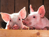 农业农村部：6月来猪价现季节性上涨 猪价再大涨可能性不大