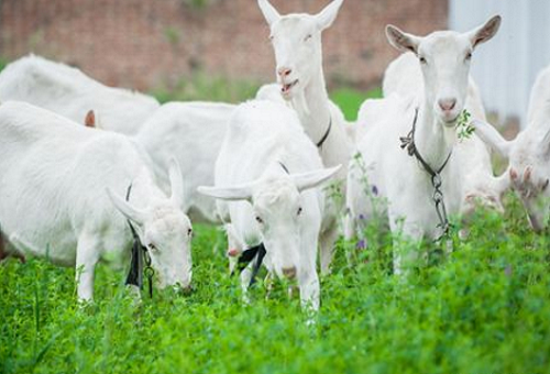 红星美羚乳业:关于羊奶 那些你不知道的营养价值