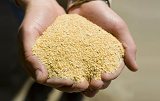 今天豆粕价格多少钱一吨？2020年11月26日豆粕最新价格