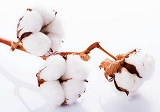 今日棉花价格开盘多少？2020年11月25日棉花期货价格行情