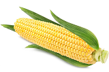 玉米价格最新行情 今日全国玉米均价下跌