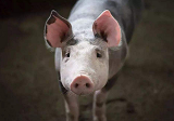 专家预计2021年猪价向下走 近期生猪价格大幅反弹