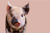 6月22日生猪期货行情 生猪期货价格最新行情