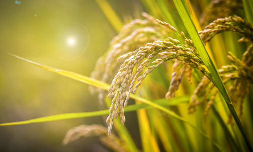 水稻种植补贴最新政策