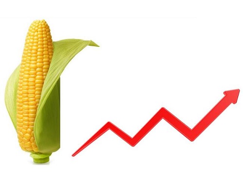 今日玉米期货价格走势