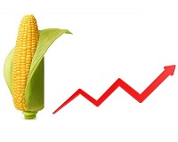 6月17日玉米期货价格走势 玉米期货实时行情