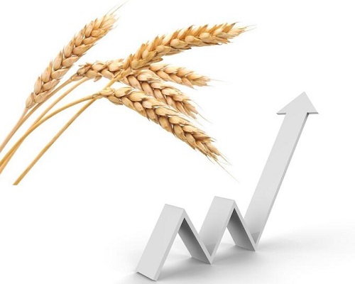 小麦价格最新行情