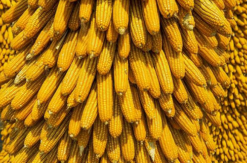 玉米行情最新分析 后市玉米会继续下跌吗？