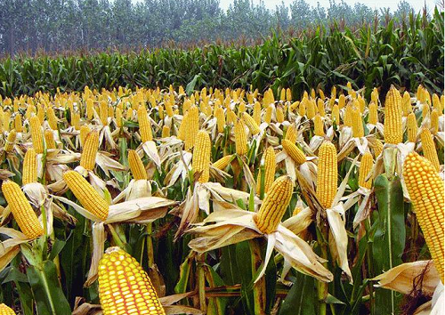 玉米期货价格预测分析