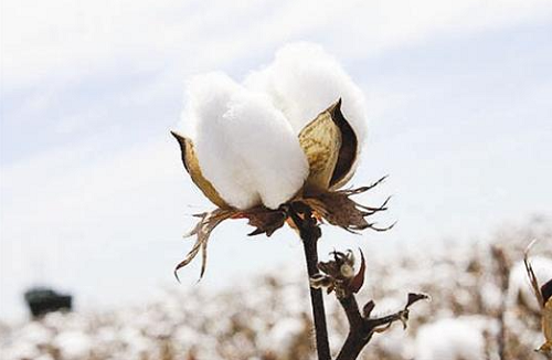 棉花期货最新走势分析 今年棉花后市走势如何？