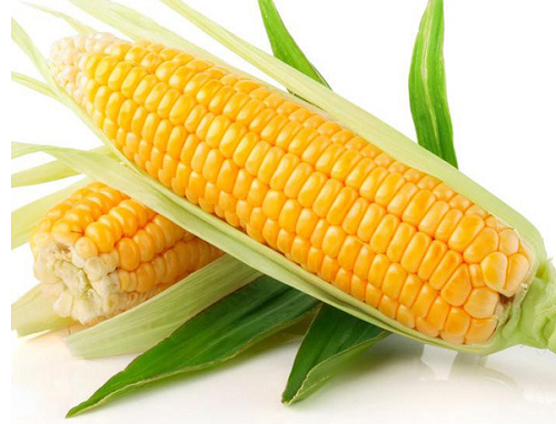 玉米价格最新行情预测