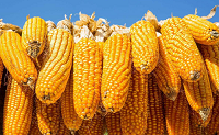 玉米多少钱一斤2021？玉米会涨到1.5吗？
