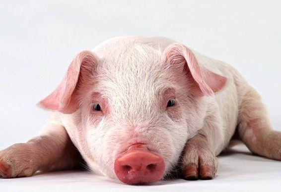 1月中旬生猪价格环比下跌6.7% 猪肉价格现在是涨是跌