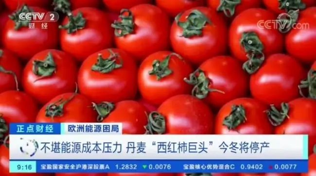 丹麦巨头宣布今冬停产西红柿和黄瓜   这是首次！
