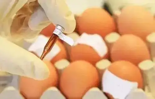 多批鸡蛋检出兽药 食用危害有多大