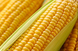 2020年玉米价格暴涨 已经创造近几年来新高