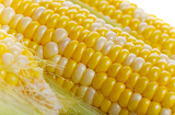 2020年最新玉米价格表 4月20日全国玉米价格一览表