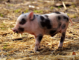 猪价格今日猪价多少钱？2020年猪价分析及预测
