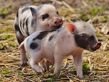 5月猪肉价格上涨81.7% 生猪市场如何？