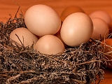 鸡蛋价格突破六元 为何蛋价会迎来大涨?
