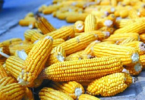 玉米期货概念股