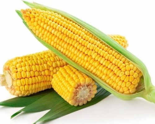 玉米期货价格最新行情