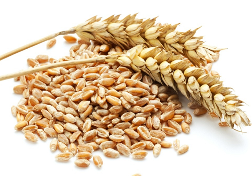 6月24日小麦期货价格行情 今日小麦期货报价查询