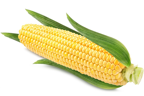 今日玉米多少钱一吨