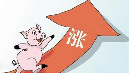 2021猪肉价格最新行情 猪价已经连续上涨6天