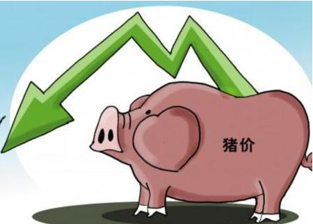 2021猪肉价格最新行情 猪价下跌趋势开始逐渐平缓
