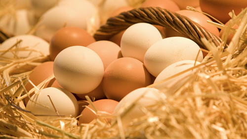 鸡蛋价格预测最新消息 这星期蛋价走势如何？