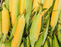 后市玉米价格走势怎么样？会下跌吗？