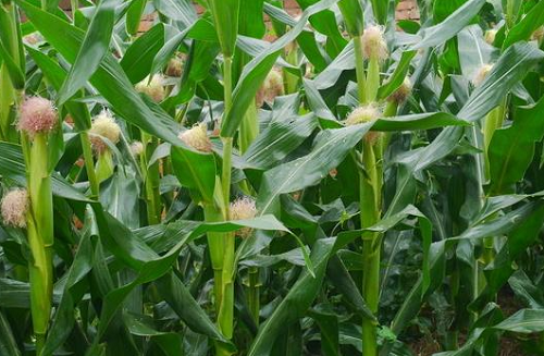 玉米价格最新行情预测