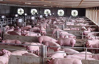猪肉今日多少钱一斤？今日全国猪肉价格介绍