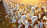 棉花期货最新行情分析 棉花价格还会继续涨吗？
