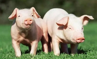 今日全国猪肉价格表最新价格 今天猪肉价格是多少？