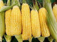 2022玉米价格还会上涨吗？2022最新玉米价格预测