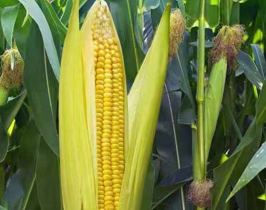 东北玉米价格最新行情走势分析 东北玉米价格还会上涨吗？