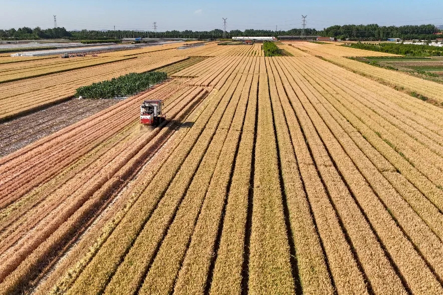 我国小麦日机收面积超2000万亩 2022年已收获小麦数据新消息一览