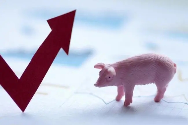猪价2022年下半年新行情预期 7月8月9月生猪价格还会涨吗