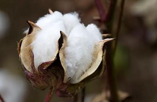 全球棉花价格因高温上涨30%