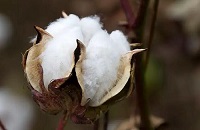 全球棉花价格因高温上涨30% 	美国“番茄危机”悄然而至