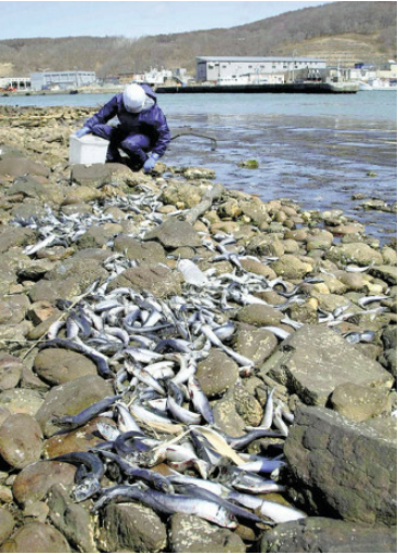 北海道又现大量沙丁鱼尸体，市政府已回收1400公斤，呼吁游客不要接触